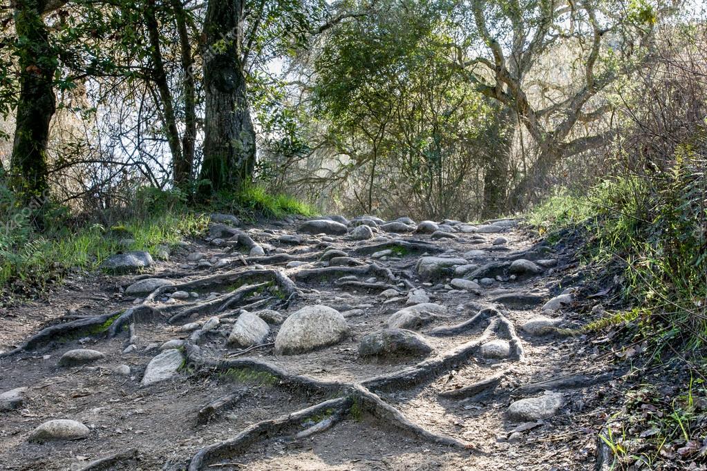 eroded mtb trail with dozens of roots exposed